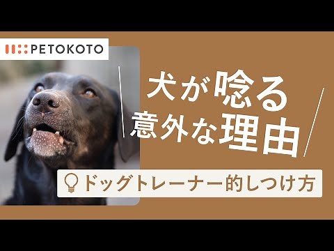 【犬が唸る】理由としつけの方法をドッグトレーナーが解説！（子犬/成犬/保護犬/ドッグトレーニング）