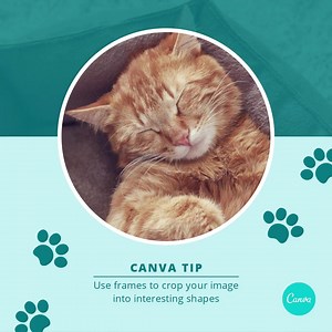 2.7K views · 50 reactions | Get your design in shape by adding paw-some photos into our frames.  Go and give it a try! | Canva | Facebook