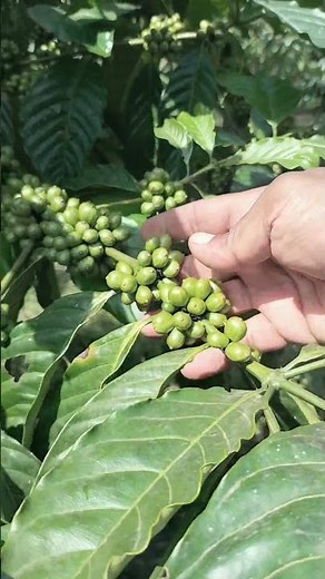 coffee plants pruning