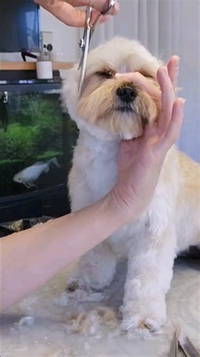 How I TRIM a morkie face #shorts