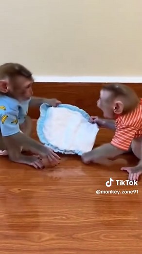 Baby Monkeys Demand Clean Diapers at Change Time