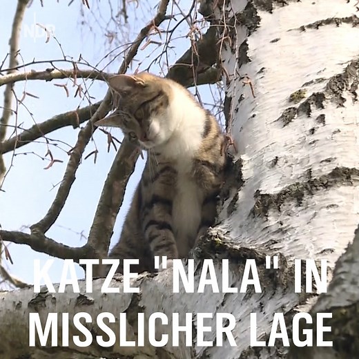 In Hannover wurde die Katze „Nala“ aus misslicher Lage befreit. Ein Rettungsversuch mit einer Leiter war fehlgeschlagen, doch ein Kletterer konnte sich dem Tier im Baum schließlich nähern. | NDR Niedersachsen