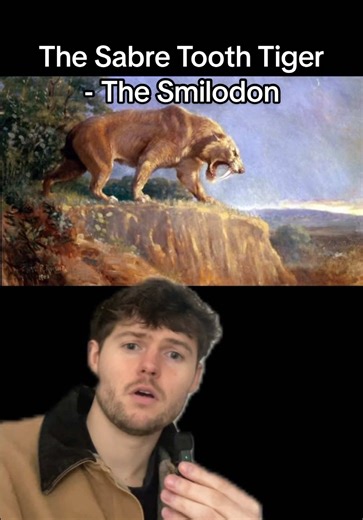 Exploring the Smilodon: The Iconic Sabre Tooth Tiger