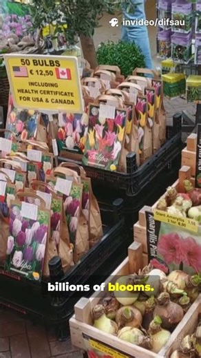 5 Fascinating Facts About the Netherlands 🇳🇱 #facts #countryfacts