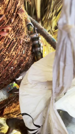 Juanv078 (@juanv078)’s videos with sonido original - Juanv078