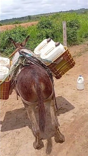 That's where the term "beast of burden" comes from.