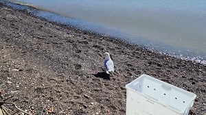 98 reactions · 3 comments | This adult Ring-billed Gull was found in...