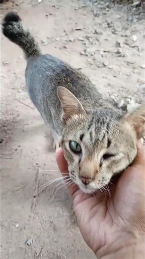 How to ACTUALLY Train Your Cat