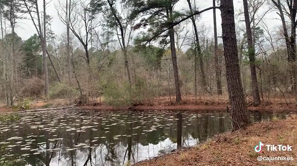 Exploring Willis Homestead Trail at Lake Bistineau