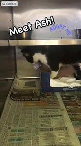 1.5K views · 51 reactions | Meet Ash!! 殺 This total volunteer...