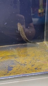 8M views · 23K reactions | Northern snakehead juveniles feed on a wide variety of microscopic organisms, insect larvae, and crustaceans on which native fish rely. As adults, they feed mostly on other fish species, but also eat crustaceans, reptiles, mammals and small birds. #aquarium #aquariumhobby #fishkeeping | Hendrix backyard TV | Facebook