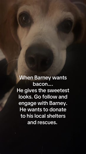 lifewith_barney on TikTok