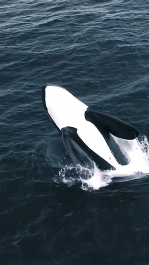 Watch: Orcas Using "Kelp Tools" for the First Time!