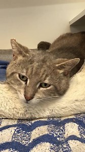 Cat Haven WA on Reels