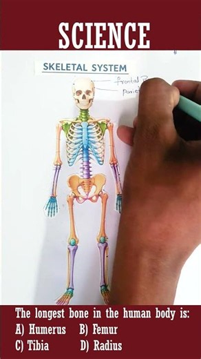 Human Skeleton Diagram Explained | Complete Skeletal System Guide