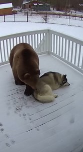 ❄️ When your “backyard buddy” is a 500-pound bear… and you’re totally fine with it. #WildlifeMoments #AnimalLover | Virtual Wildlife USA