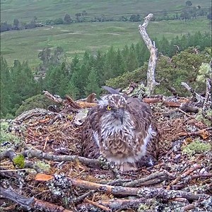 Biggest Loch Arkaig Osprey chick has a serious go at bob3, bob2 -P10B Parent birds brings food to feed their babies in the nest #birdslover #birdsnest #reviewbirdnest | Forest Life