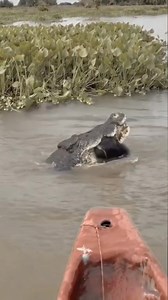 15M views · 315K reactions | #Hashtag una de las tantas especies que podemos encontrar en el río #GRACIASSEGUIDORES #BendicionesParaTodos | Petrona Isabel Herrera | Facebook