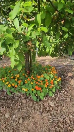 Nasturtiums Love Partial Sun #fallflowers #gardeningtips