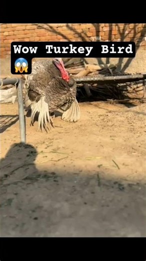 Blue Slate Turkey Birds🦃🦃