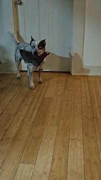 Fun games with crazy dogs #dog #dogs #funnydogs #crazydogs