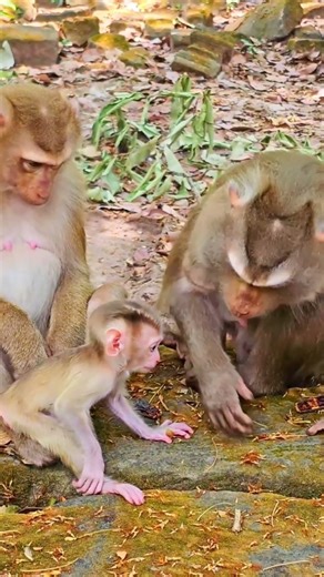 Beautiful Mom & baby Beautiful Animals Relaxing & Stress Relief