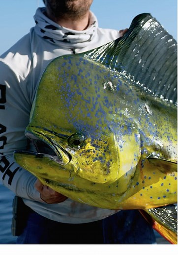Biggest Dolphin Caught: A Deep Sea Fishing Adventure