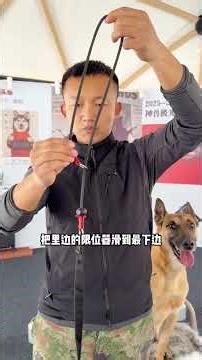 Why Do Dogs Suddenly Go Wild and Grab Things? Uncover the Real Reason