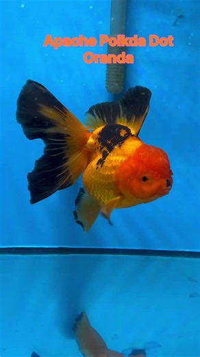 APACHE POLKA DOT ORANDA WITH BUTTERFLY TAIL #goldfish #fish #aquarium #shorts