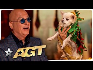Magical Animals That MYSTIFIED The Judges on America's & Britain's Got Talent!