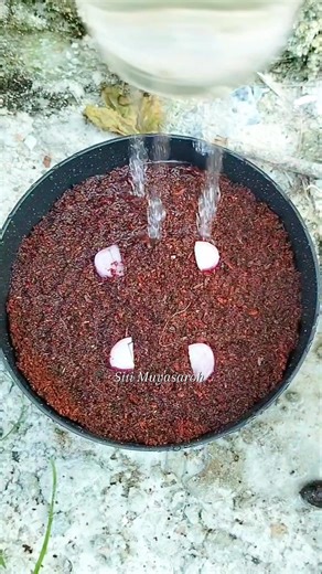 Sprout red onions in 10 days🧅 #planting #propagation #plant #reels #gardening | Siti Muyasaroh