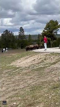 Bison Charge Towards People at Yellowstone National Park