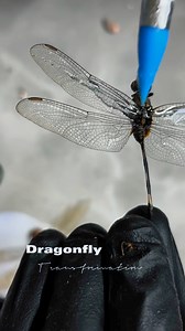 The #dragonfly is a powerful spiritual symbol across many cultures, often representing #transformation, adaptability, and deeper self-awareness. Here are some key symbolic meanings of the dragonfly: 1. Transformation & ChangeDragonflies undergo a dramatic metamorphosis, making them symbols of personal growth, self-realization, and embracing change. Seeing one can be a sign that you’re evolving or stepping into a new phase of life.2. Lightness & JoyWith their swift, graceful movements, dragonflie