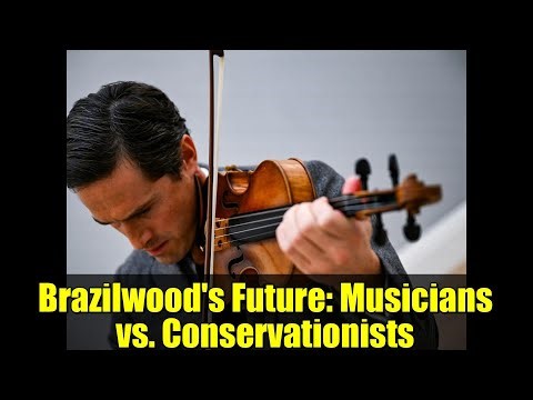 Brazilwood's Future: Musicians vs. Conservationists