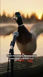 Never Gonna Quack You Up 🦆 (80s Duck Rickroll Parody) #Shorts