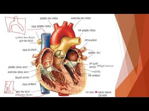 මිනිසාගේ රුධිර සංසරණ පද්ධතිය O/L sinhala science lesson