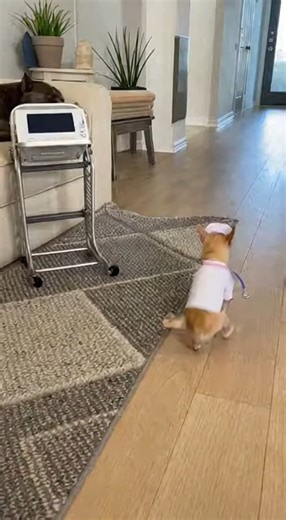 EMERGENCY ROOM CODE BLUE PRANK 😂🏥🚨 #funnydog #dogcomedy #AI #LOLAnimalss #chihuahua #rottweiler | Everyday Aww