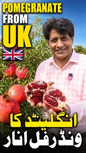 Wonderful pomegranate from UK