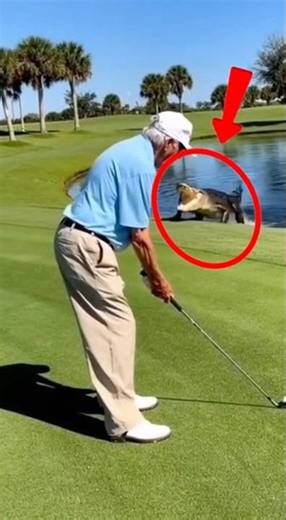 Crocodile emerges from the water to play a round of golf