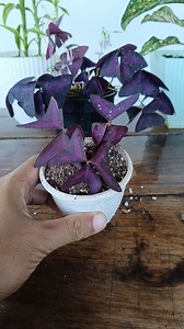 558K views · 2.6K reactions | Oxalis Triangularies propagation from cuttings  #oxalis #gardening #garden #plants #reels #trendingreel #trendingreelsvideo #facebookviral #facebookreelsviral #viralpost | Gardening Ideas | Facebook