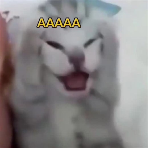 @woonyiiiii on Instagram: "Unlock a special reward when yoU register on TipsyChat using this exclusive code: msJYVW5x ( Make Sure to Use the code within 24 hours of signing up to claim your reward) @tipsychat . . #tipsychat #cute #meme #voiceacting #core #cat #funny"