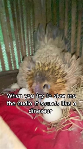 Dinosaur Sound Effect in Slow Motion Audio