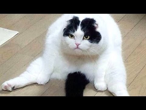 You WON'T BE ABLE TO CONTROL YOUR LAUGH - Funny ANIMAL compilation