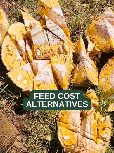 Alternatives for High Feed Costs in Pig Farming