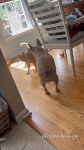 Frenchie Vs Cat 🐈 | French Bulldog World