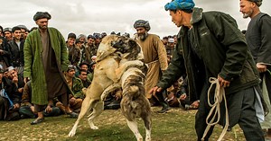 Illegal Dog Fights In Afghanistan (PICTURES)