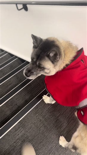 What 5 Years of Akita Training Looks Like