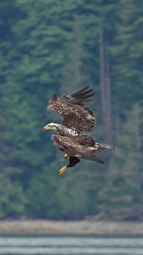 2.6M views · 94K reactions | Decorated with alternating shades of brown, gray, and white, this young bald eagle demonstrates an excellent example of its aerodynamic prowess. It has already mastered the skills it needs to survive the many challenges it will face on its journey towards adulthood, and there will be many more to come. Being a bird isn’t easy. Being a large bird of prey is even harder. Being a fish? Glad I’m not one. | Mark Smith Photography | Facebook