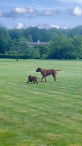 Skipper and his Awesome crew, day 2! #skipper #skippershomebase #Awesome #awesomeness | Spirit Ishtar
