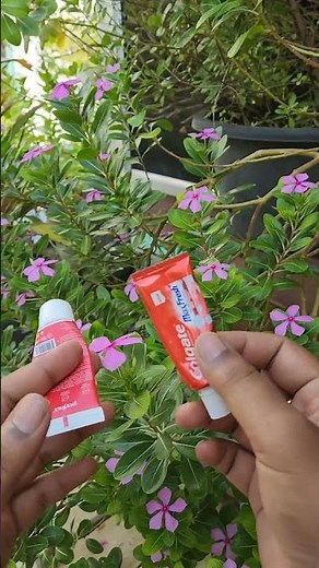 Why does toothpaste burn your mouth?